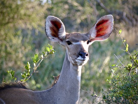 A kudu 