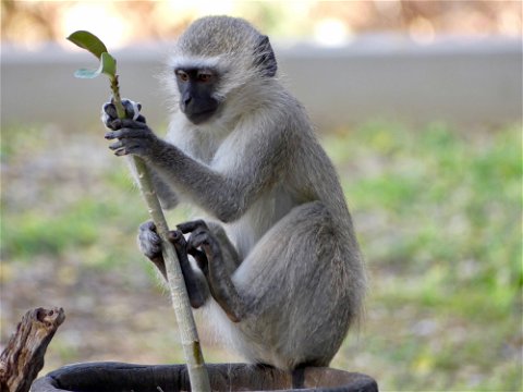 A cheeky vervet monkey raiding the gardens
