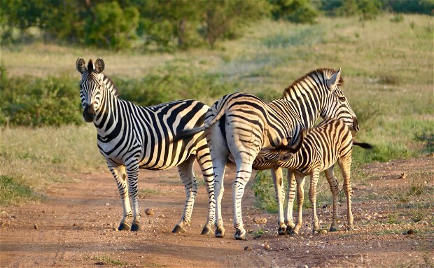 A herd of zebra with a foal suckling from its mother