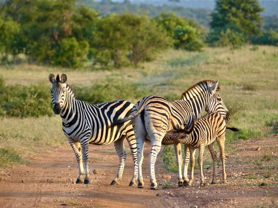 A herd of zebra with a foal suckling from its mother