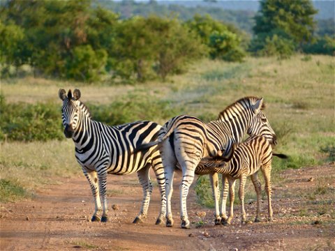 A herd of zebra with a foal suckling from its mother
