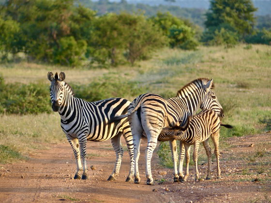 A herd of zebra with a foal suckling from its mother