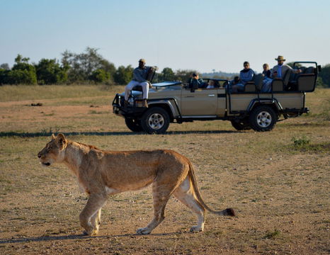 Lion sighting on safari game drive at Klaserie Drift Misava