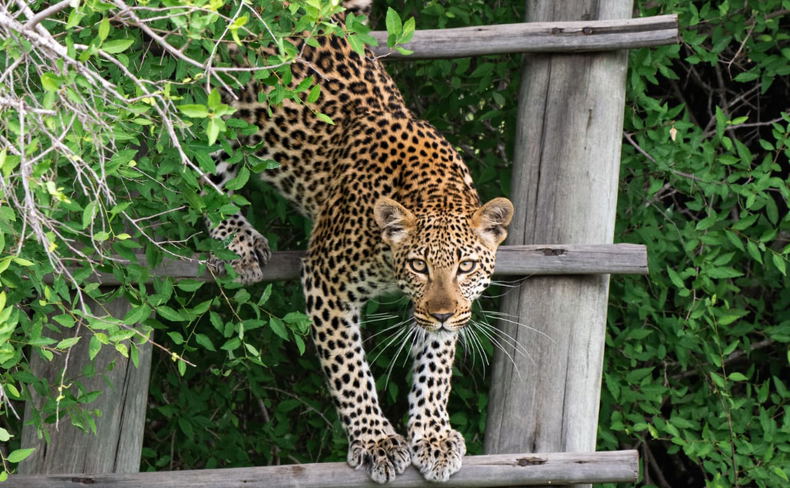 Leopard on steps Leopard on steps