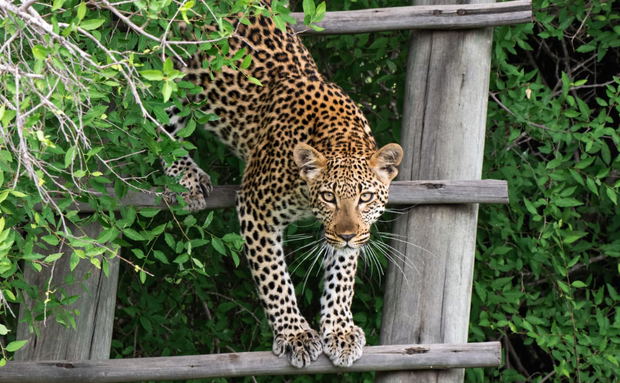 Leopard on steps Leopard on steps