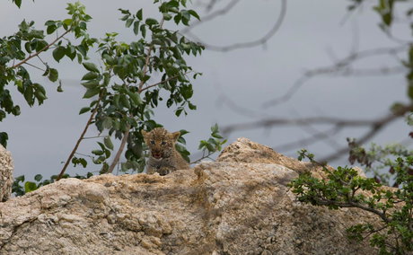 Tiny leopard cub