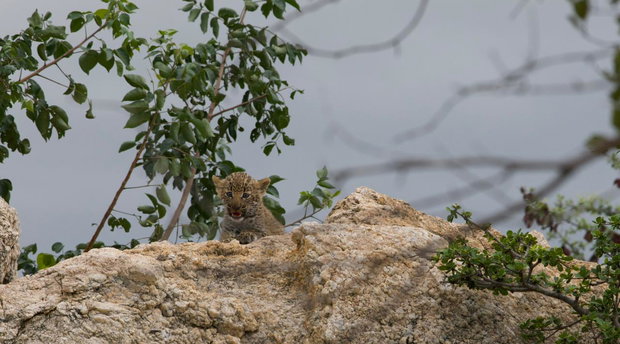 Tiny leopard cub