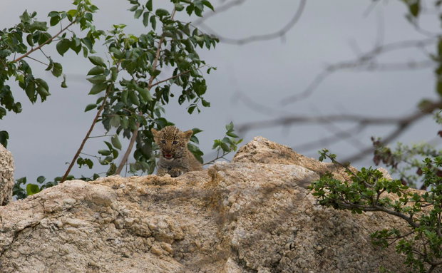 Tiny leopard cub