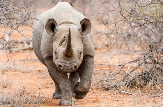 A black rhino running towards the camera A black rhino running towards the camera