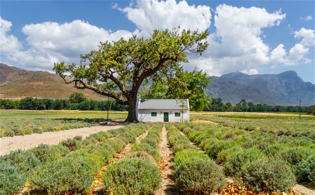 Wine farm South Africa Wine farm South Africa