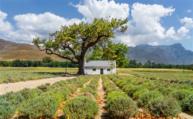 Wine farm South Africa