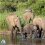 Elephant families and the rise of multi-generational safaris