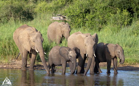 Elephant family drinking water Elephant family drinking water