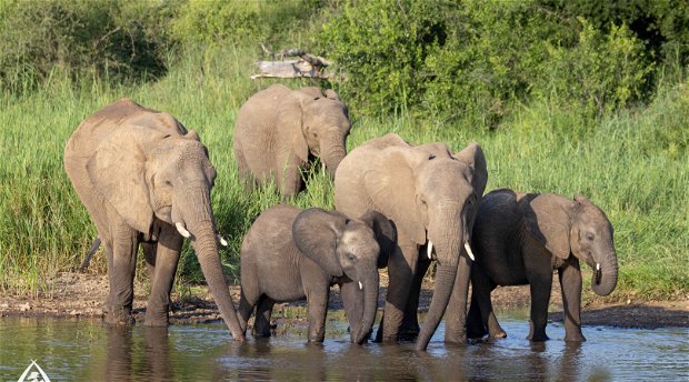 Elephant family drinking water