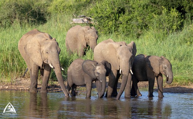 Elephant family drinking water