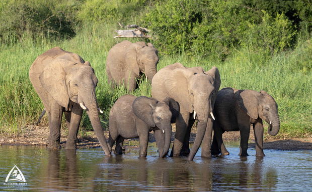 Elephant family drinking water Elephant family drinking water