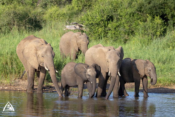 Elephant family drinking water Elephant family drinking water