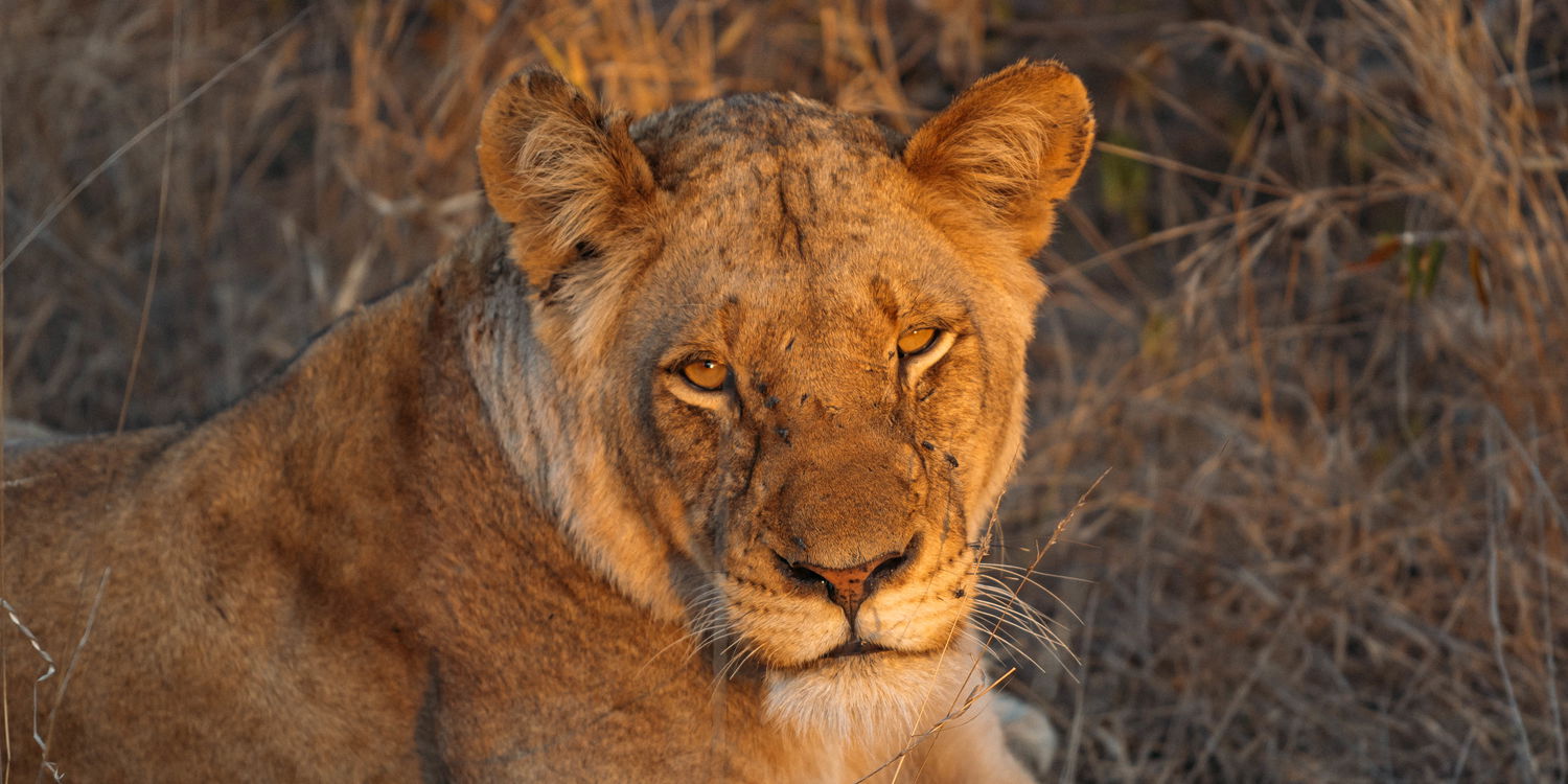 The Wild Is Calling, Don’t Wait Too Long: 25% OFF Until May 31