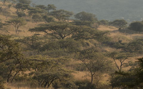 Nature Walking at Three Tree Hill