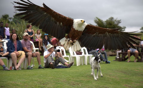 Falcon Ridge Raptor Show