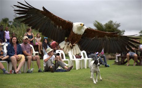 Falcon Ridge Raptor Show