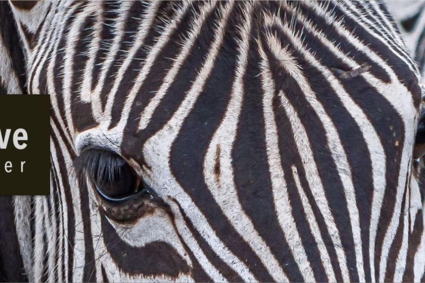 5% Discount on Multi Lodge Bookings with African Safari Collective