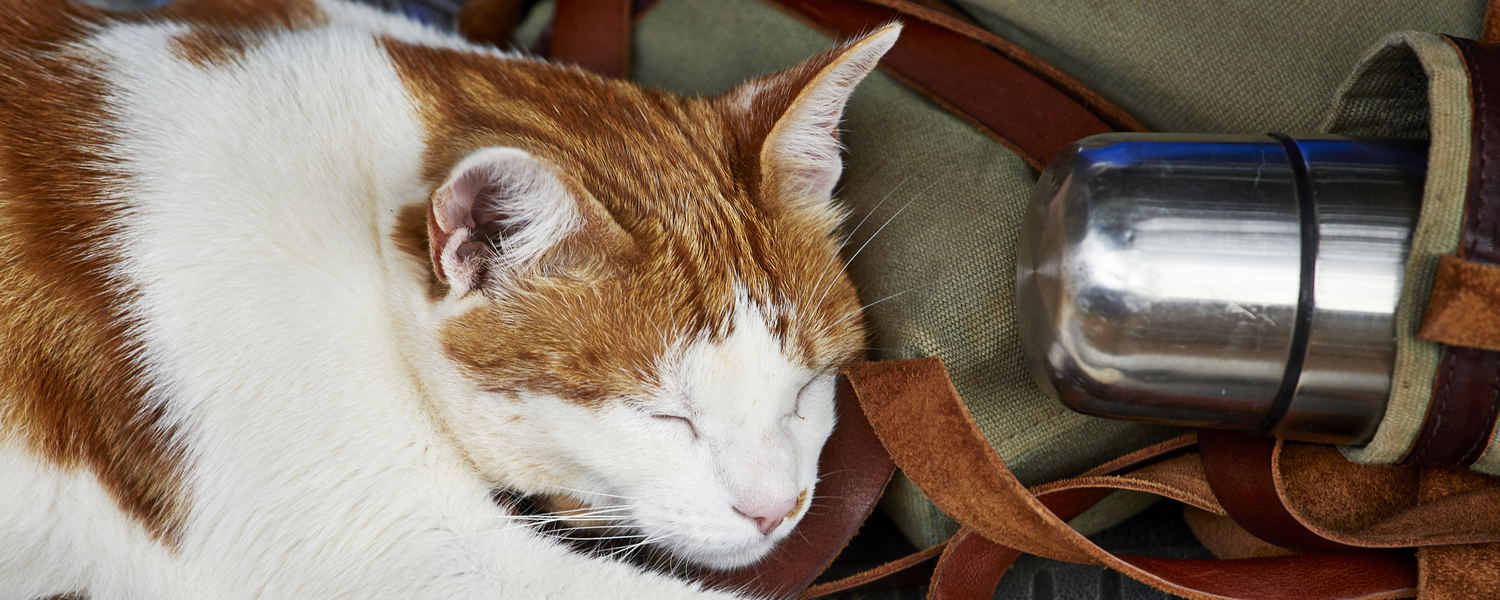 #CatsofInstagram #Pets #LodgeCats #Gin&Tonic