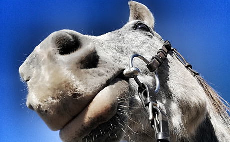 boerperd horses horse breeds