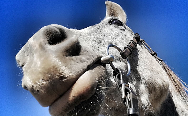 boerperd horses horse breeds boerperd horses horse breeds