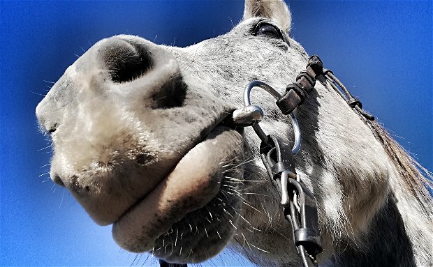 boerperd horses horse breeds boerperd horses horse breeds
