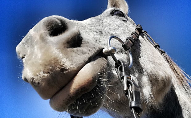 boerperd horses horse breeds boerperd horses horse breeds
