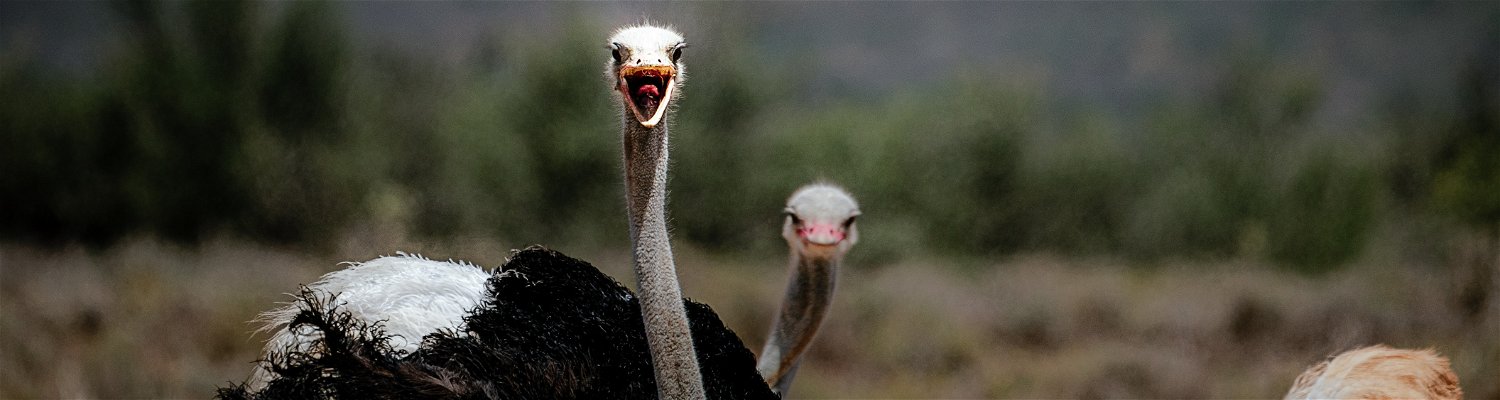Klein karoo ostrich - Gem